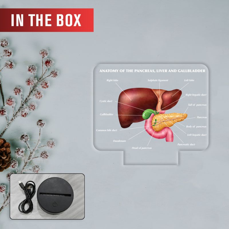 3D Illusion Liver Function LED Night Lamp Educational Study Table Lamp with 7 Color Changing Light Medical Student Room & Doctor Clinic Decor